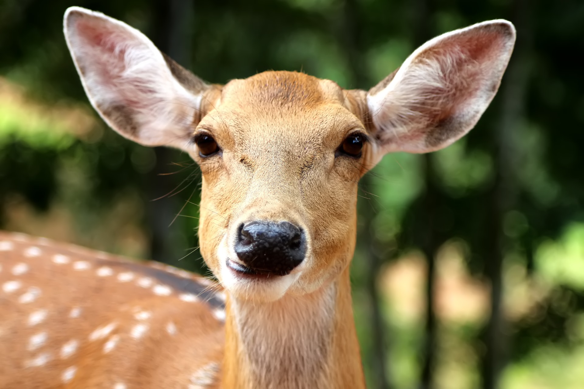 deer-portrait.jpg